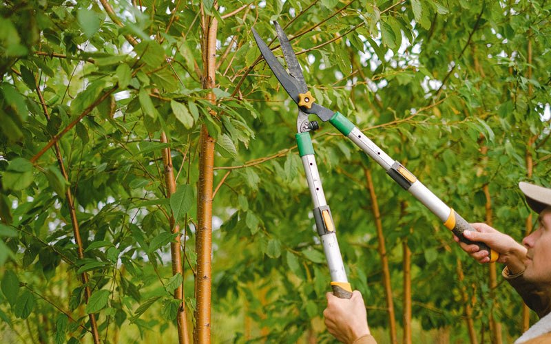Tree trimming in Van Meter, IA